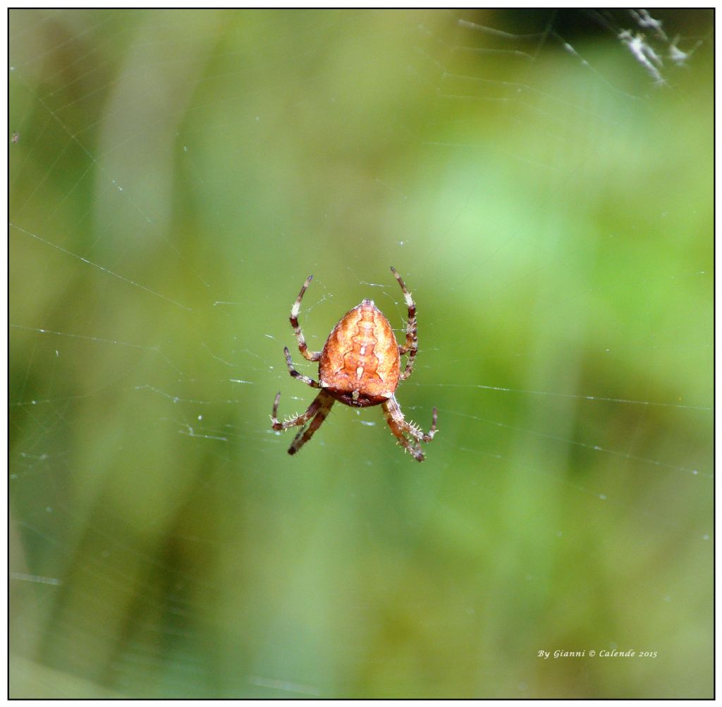 Araneus diadematus - Pian di Gembro (SO)